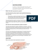 Human Reproductive System Stem 11