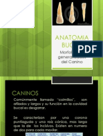 ANATOMIA BUCAL Canino