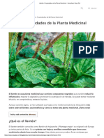 Llantén Propiedades de La Planta Medicinal Artículo