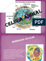 02 Celula Animal