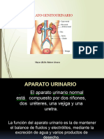 Copia de Anatomia Genitourinaria