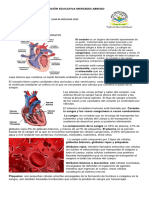 Corazon Circulaclacion