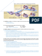 FT5 - Unicelularidade e Multicelularidade - CC - Cópia