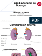 Riñones y Ureteres. Anatomía II 2