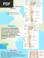 Clase #10 Anatomia Del Miembro Inferior