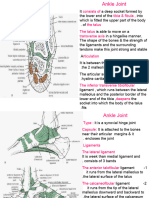 Ankle Joint