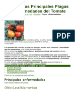 Lista de Las Principales Plagas y Enfermedades Del Tomate