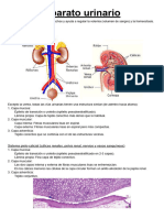 FISI Urinario, Digestivo y Endocrino (3 Ev)