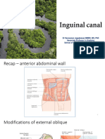 SVN - Inguinal Canal - 240505 - 104656