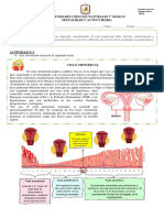 Actividades Cs. Naturales 7° Ciclo Menstrual 2023