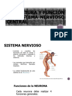 Sistema Nervioso 3ero Bgu Biología