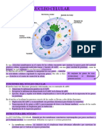 Nucleo Celular