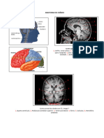 Anatomia e Patologia