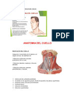 MÚSCULOS DEL CUELLO. Correcto.