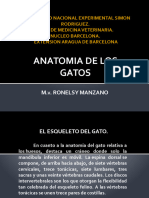 Anatomia Del Gato