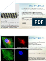 1 (57-74) - Maqueta Microtúbulos