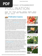 Hydroponic Strawberry Pollination