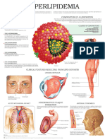 Hyperlipidemia e Chart - Full Illustrated