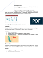 Las Células Procariontes y Eucariontes-2