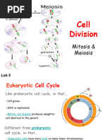 Cell Division: Mitosis & Meiosis