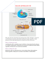 Prokaryotic and Eukaryotic Cell