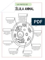 Celula Animal y Vegetal