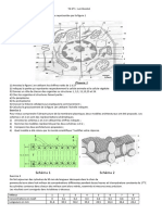 TD N°1 Cellule