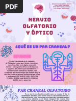 Nervio Olfatorio y Óptico