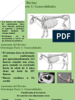 Osteologia Del Bovino