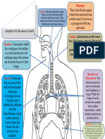 Human Respiratory System Colouring Sheet Ver 1