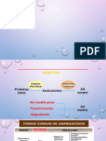 Metabolismo de Aminoacidos