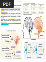 Las Neurona Sus