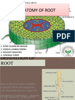 Anatomy of Root Anatomy of Root Compress