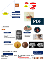 Infectología - Bartonellosis