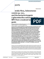 Anaerobic Flora, Selenomonas and The Bacteriocinogenic MP3 From Crossbred Lactating Goats