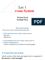 Lec 1 Nervous System