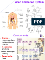 Part 14 - Human Endocrine System Anatomy - Updated