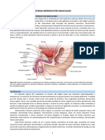 Sistema Reprodutor Masculino