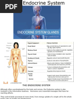 The Endocrine System PDF