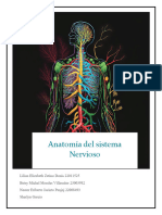 Anatomia Del Sistema Nervioso