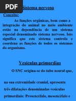 Sistema Nervoso 2222 (2 Aula)