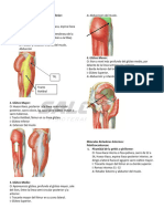 Músculos de Miembro Inferior-1