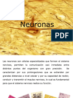 Neuronas y Sus Tipos2