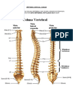 Apresentação Anato - Vértebra Cervical Comum