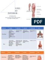 Fisioterapia Ii .. Mienbro Inferior