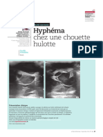 Hyphéma Chez Une Chouette Hulotte