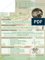 Poster Rã-Arlequim