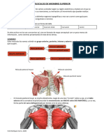 Musculos de Miembro Superior