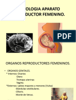 Histología Aparato Femenino