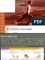 Sistema Muscular